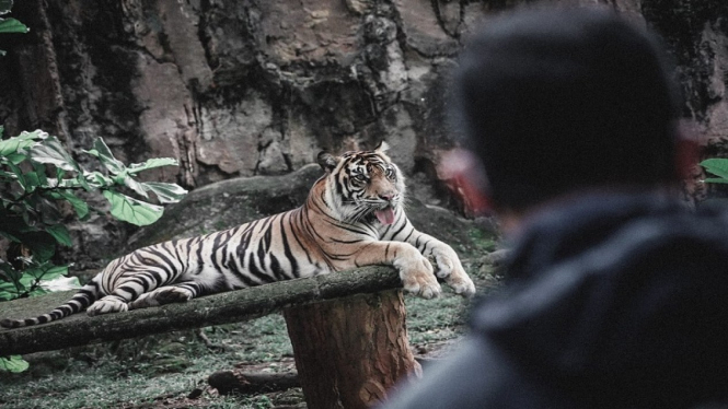 Gubernur DKI Jakarta Anies Baswedan memantau harimau Ragunan yang covid-19