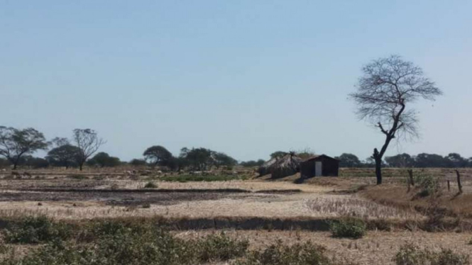 Ilustrasi - Hamparan lahan pertanian yang kering saat musim kemarau di Kabupaten