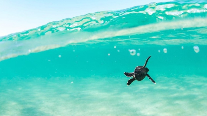 Kura-kura muda berkemungkinan besar termakan plastik lebih dari kura-kura dewasa. (ABC Open contributor alexkydphoto)