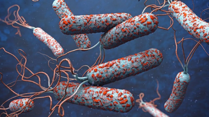 Ilustrasi bakteri kolera.