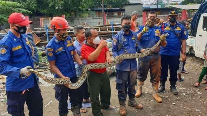 Petugas mengevakuasi ular sanca dari pemukiman warga di Tanjung Priok.