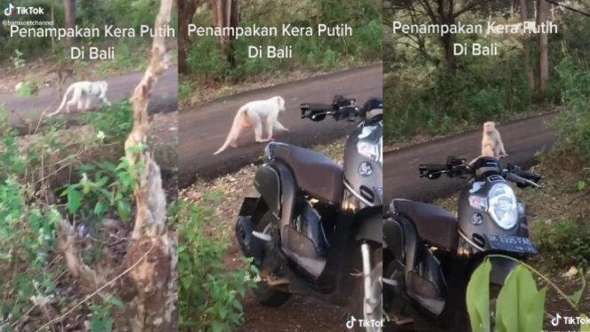 Penampakan Langka Kera Putih di Bali (TikTok/bamsoetchannel)