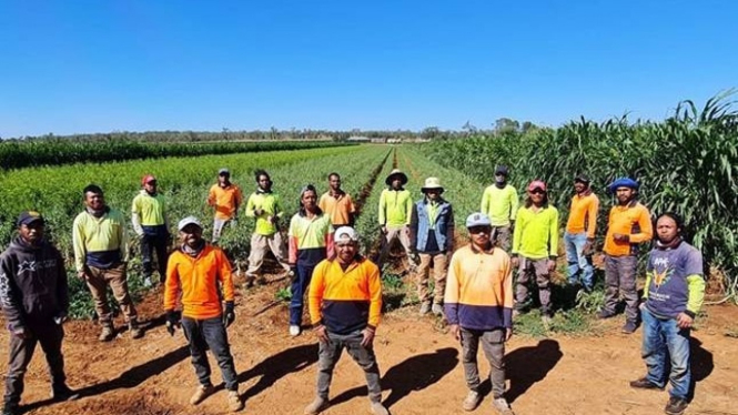 Baik petani maupun pekerja asal Timor Leste ingin adanya kesempatan lebih banyak bagi pekerja untuk datang ke Australia. (Supplied: Mossmont Nursery)