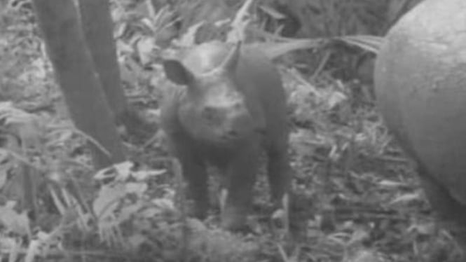 Badak bercula satu lahir di Taman Nasional Ujung Kulon (TNUK).