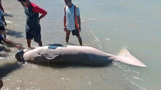 Seekor dugong terdampar di  pesisir pantai Tihu Pulau Kelang Seram Barat Maluku