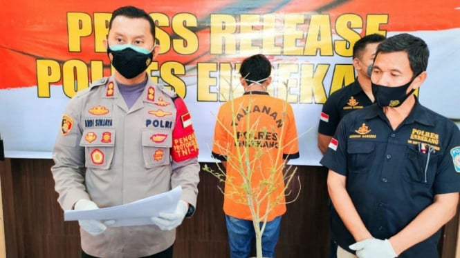 Kapolres Enrekang AKBP Andi Sinjaya Ghalib ungkap ganja hidroponik