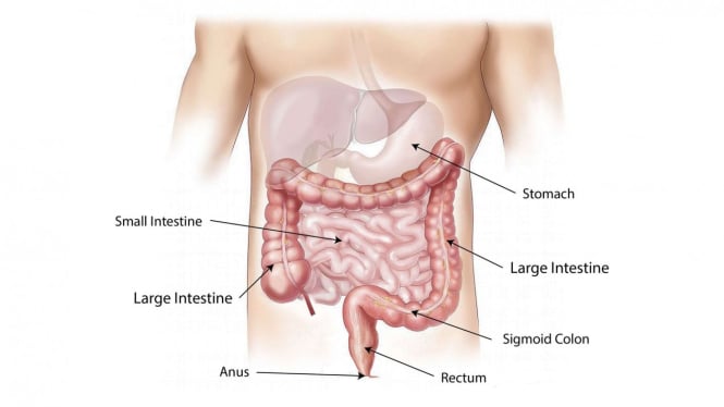 Usus Besar, Rektum, dan Anus