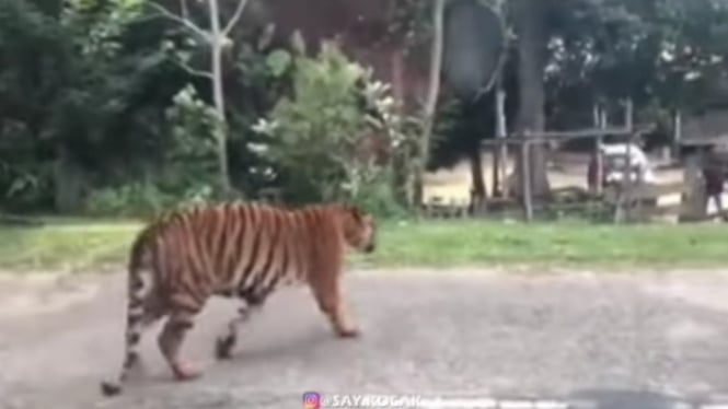 Video Harimau Terlepas di Jalan Bikin Warga Kocar-kacir (Instagram/say.kocak)
