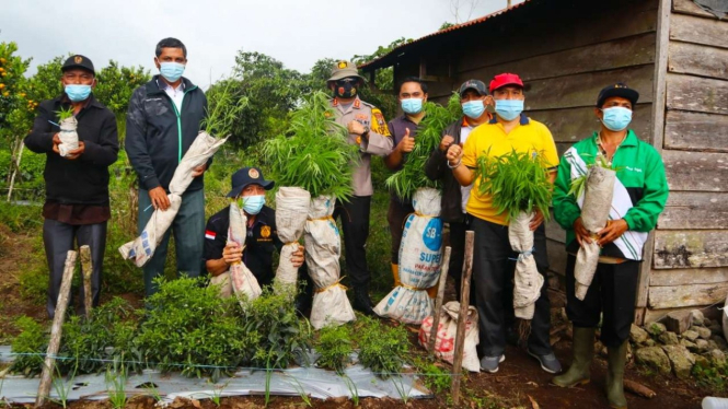 Polisi Amankan Ratusan Batang Ganja di Kabupaten Dairi