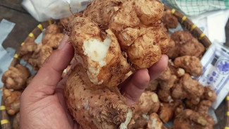 Umbi Gembili Baik untuk Pasien Diabetes, Ini Faktanya