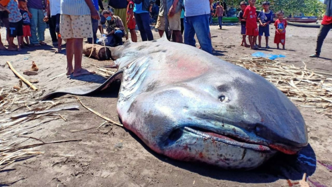 Ikan hiu mulut besar terdampar di pantai Flores Timur