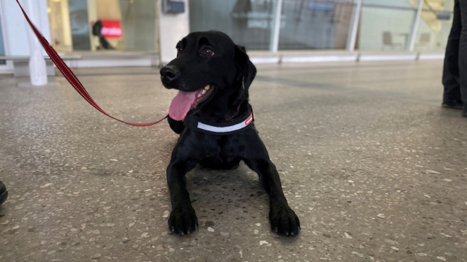 Salah satu anjing pelacak yang bertugas di bandar udara kota Adelaide, Australia Selatan, sedangÂ dilatih untuk mendeteksi COVID-19. (ABC News: Sarah Mullins)