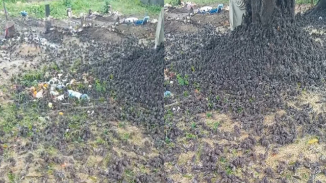 Viral Video Ribuan Burung Pipit Berjatuhan di Kuburan Bali (Facebook/Dek Eko)