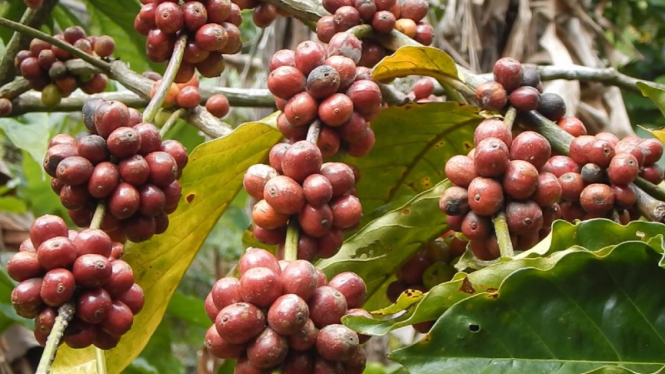 Kopi matang berwarna merah tua.