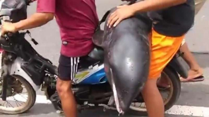 Miris lumba-lumba diangkut di sepeda motor tanpa wadah air