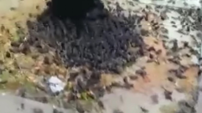 Video Ratusan Burung Pipit Berjatuhan Mati di Cirebon (Instagram/infojawabarat)