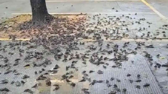 Tangkapan layar video petugas kebersihan Balai Kota Cirebon yang menemukan ratusan burung pipit mati masal di Kota Cirebon, Jawa Barat, Selasa, 14 September 2021.