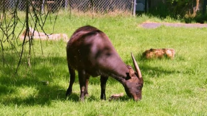 Anoa.