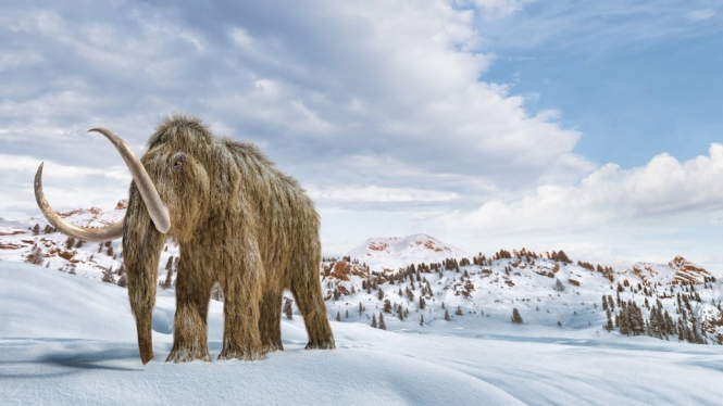 Mamut berbulu pernah hidup di Bumi sebelum punah ribuan tahun yang lalu, tapi dapatkah mereka diciptakan kembali? Getty Images/BBC Indonesia