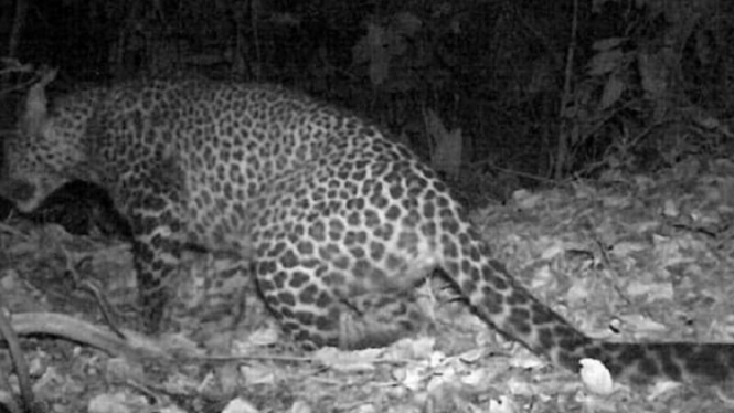 Macan tutul jawa terekam kamera jebak saat predator itu berkeliaran di hutan Gunung Sanggabuana, Karawang, Jawa Barat.