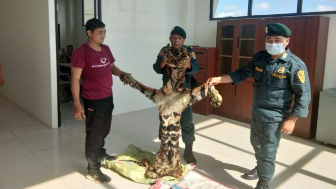 Penjualan kulit Harimau Sumatera.