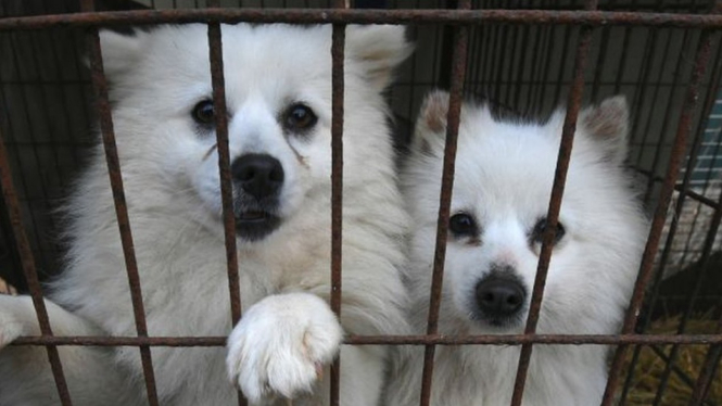 Kelompok pemerhati hewan sudah lama menyerukan untuk menghakhiri perdagangan daging anjing. BBC Indonesia