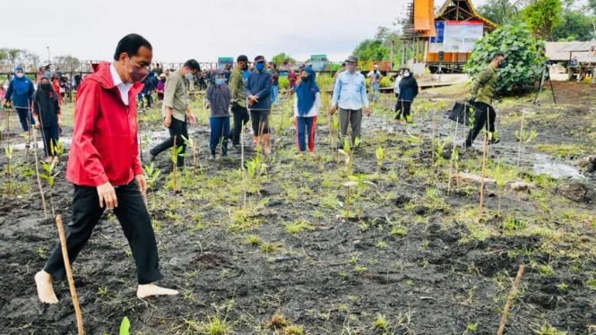 Presiden Jokowi Menanam Mangrove di Bengkalis, Provinsi Riau