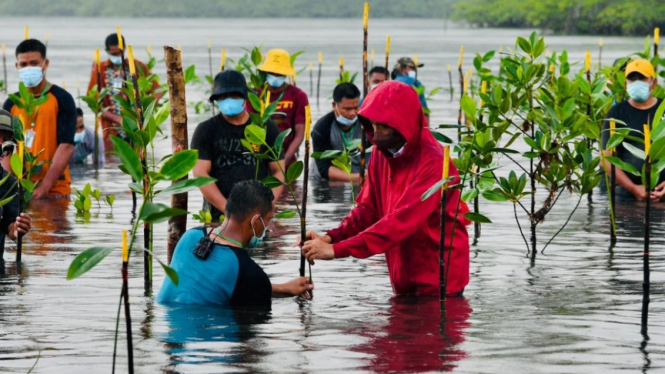 Presiden Jokowi menanam mangrove