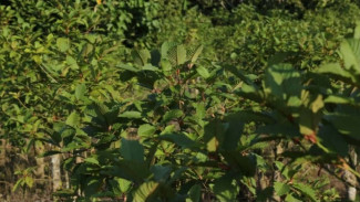Polemik Ekspor Kratom, BRIN Pacu Riset untuk Temukan Solusi bagi Pengekspor dan Petani