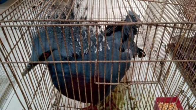 Burung pergam mahkota, salah satu dari 118 satwa liar dilindungi yang dicoba diselundupkan dari Palembang ke Thailand, disita oleh polisi dari kendaraan pengangkutnya di Palembang, Rabu, 19 September 2021.