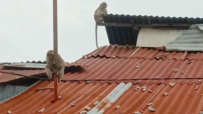 Monyet Liar di Atas Atap Rumah Warga Tebing Tinggi