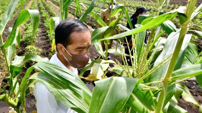 Presiden Jokowi Melihat Pertanian Jagung di Kabupaten Sorong, Papua Barat