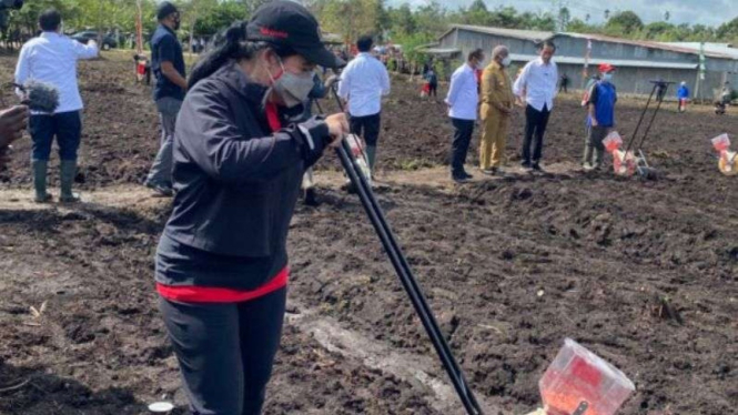 Ketua DPR Puan Maharani saat turut mengunjungi petani jagung di Sorong, Papua.