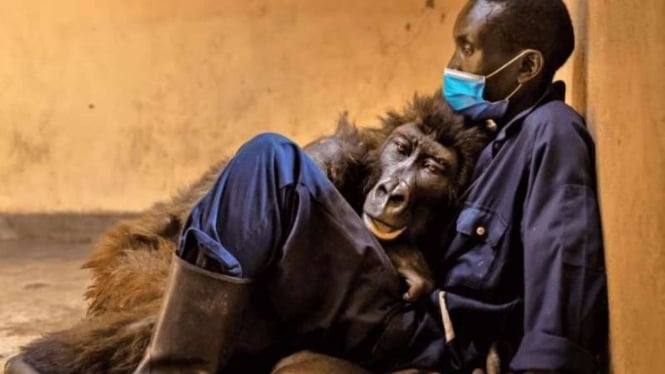 Andre Bauma membantu membesarkan Ndakasi, gorilla yang dia selamatkan 14 tahun l