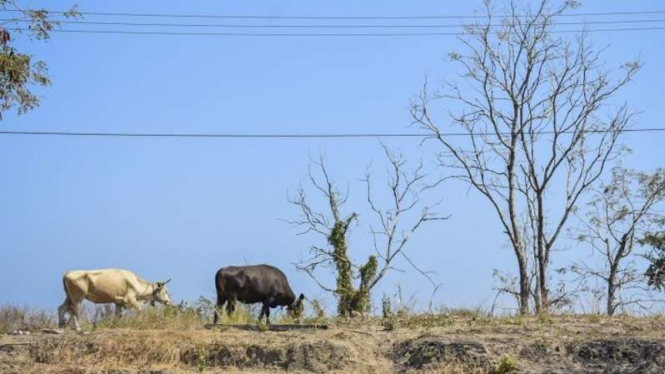 Arsip Foto: Ternak sapi mencari makan di lahan yang mengering di Kecamatan Kayangan, Tanjung, Lombok Utara, Nusa Tenggara Barat.