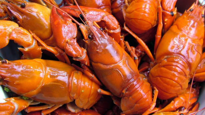 Udang selingkuh/crayfish.