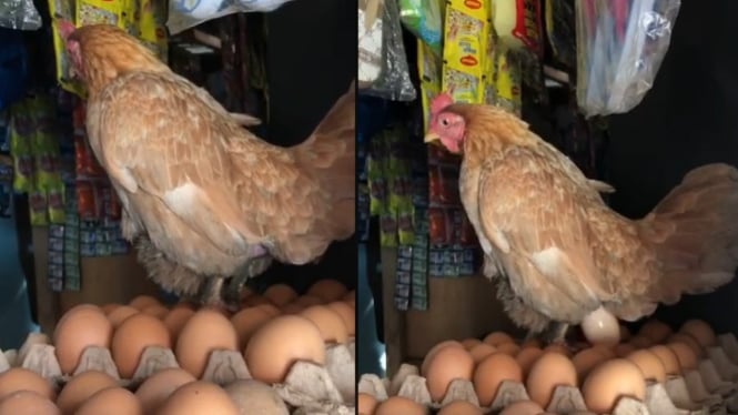 Kocak, Ayam Bertelur di Tempat Jualan Telur (TikTok/Muhammadhaikaljelil)