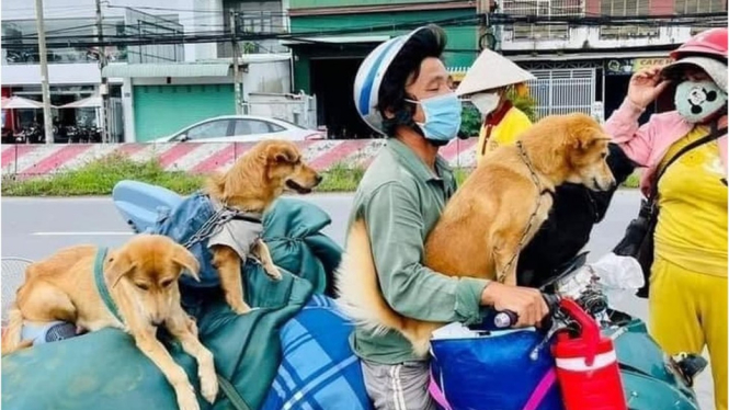 Pham Minh Hung dan anjing-anjing. BBC Indonesia