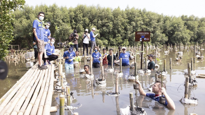 Aksi para Duta Besar Uni Eropa menanam Mangrove 