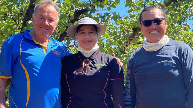 Ni Wayan Kariani (tengah) kembali bekerja di ladang pertanian di Lake Boga, didampingi oleh bosnya Ian McAlister dan suaminya De De. (Supplied: Ian McAlister)