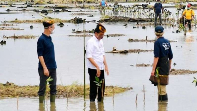 Presiden Joko Widodo kembali menanam mangrove bersama sejumlah duta besar negara sahabat dan masyarakat di Desa Bebatu, Kabupaten Tana Tidung, Provinsi Kalimantan Utara, pada Selasa, 19 Oktober 2021.