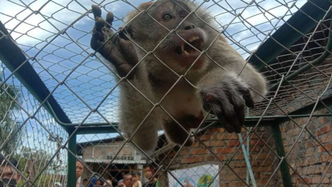 Seekor monyet liar ditangkap warga dengan menggunakan kandang perangkap