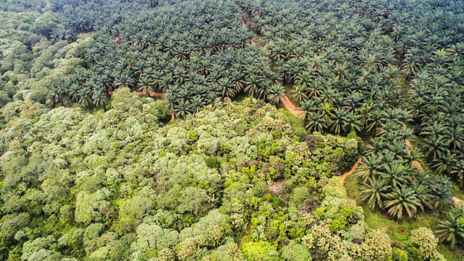Kawasan Taman Nasional Leuser. Getty Images via BBC Indonesia