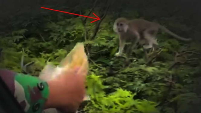 VIVA Militer: Monyet liar menatap makanan Letjen TNI AM Putranto.