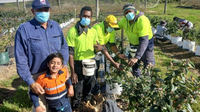 Koperasi OzGroup mendatangkan lebih dari 200 pekerja dari Vanuatu dan Solomon Islands untuk membantu panenan beri. (Supplied: Kylie Hoschke)