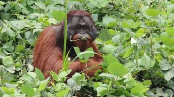 KPC Berhasil Pindahkan Orangutan Ke Hutan Lindung.