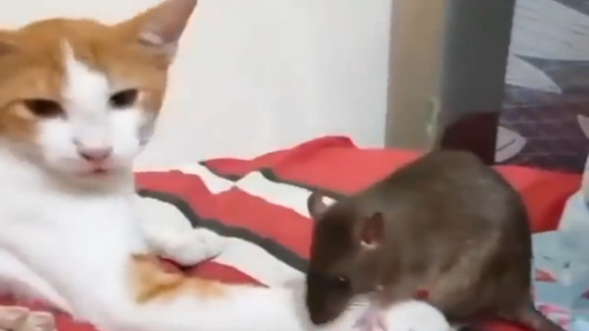Viral Kucing dan Tikus Akur (Instagram/infoserangan)
