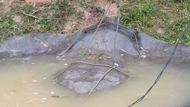 Ikan pari ditemukan di Sungai Batanghari, Jambi.