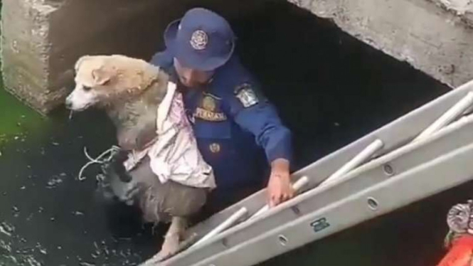 Petugas Damkar Jakarta Barat menyelamatkan seekor anjing.