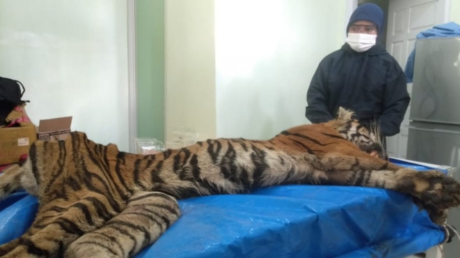 Harimau Sumatera mati di tempat penampungan satwa BKSDA Jambi.